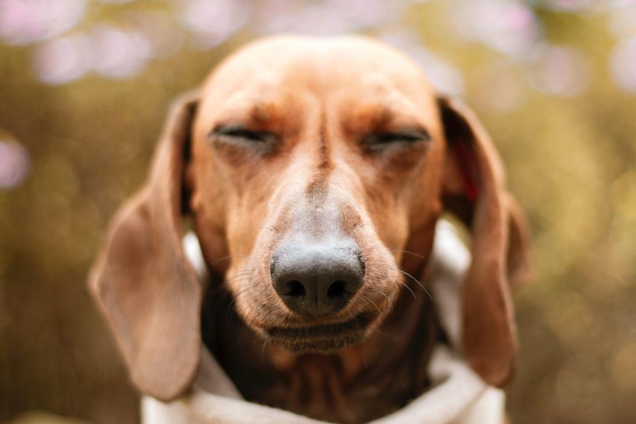 Paris Sausage Walk 2025 : la marche la plus mignonne de l’année