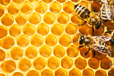Atelier gratuit sur l'apiculture en milieu urbain