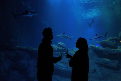 Soirées insolites à l’Aquarium de Paris avec champagne à 19,90 € au lieu de 28 €