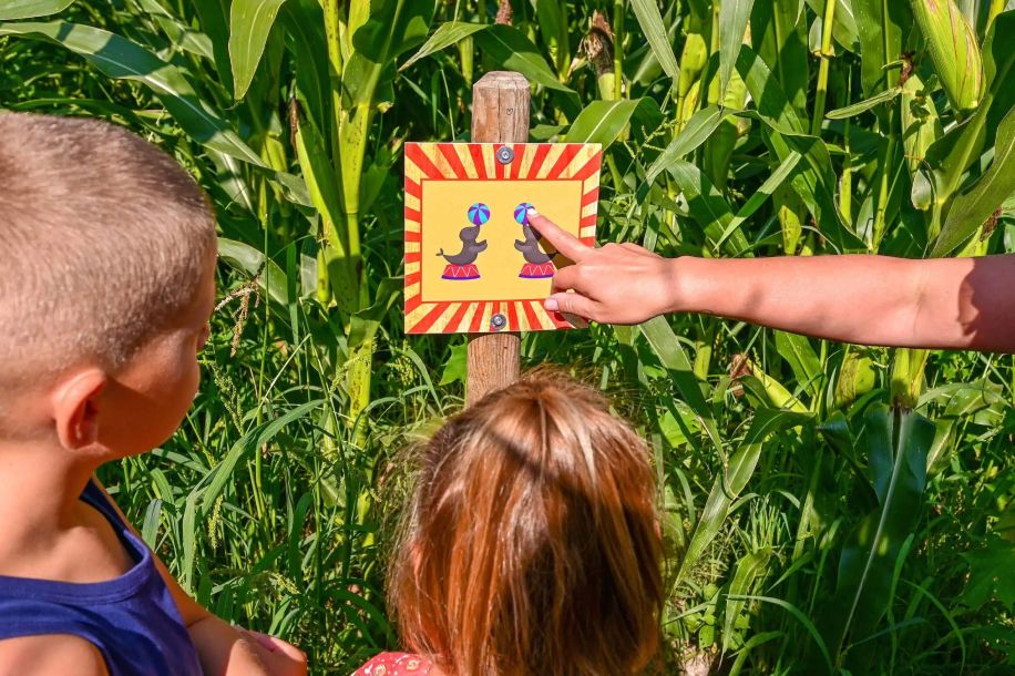 Labyrinthes géants de maïs : escape game nature et frissons nocturnes !