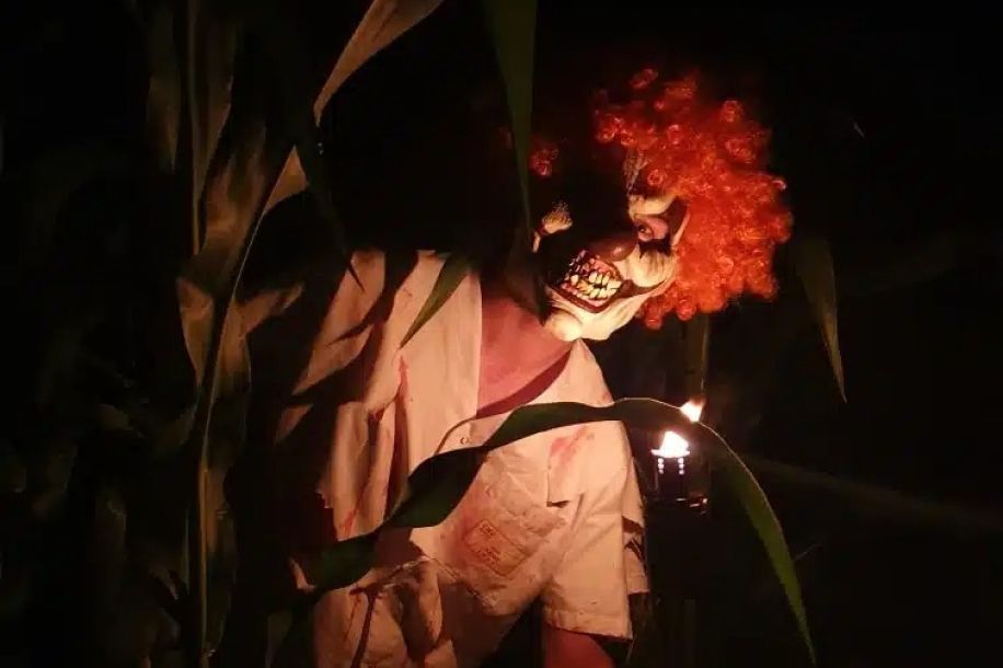 Labyrinthes géants de maïs : escape game nature et frissons nocturnes !