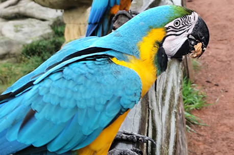 Parrot World célèbre Dia de los Muertos au milieu des dinosaures et squelettes