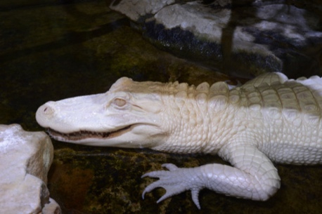 L'Aquarium tropical, à la découverte des piranhas et crocodiles… gratos pour les moins de 26 ans !