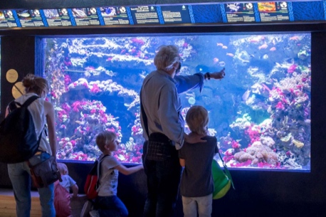 L'Aquarium tropical, à la découverte des piranhas et crocodiles… gratos pour les moins de 26 ans !