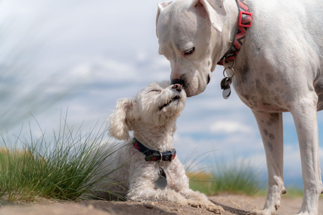 chiens alimentation