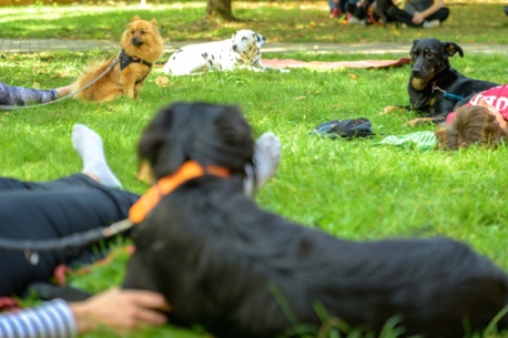 Yoga pour chien DOGA gratuit