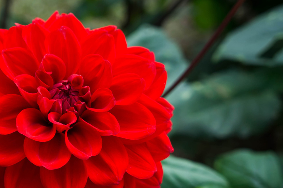 dahlias rouge distribution gratuite