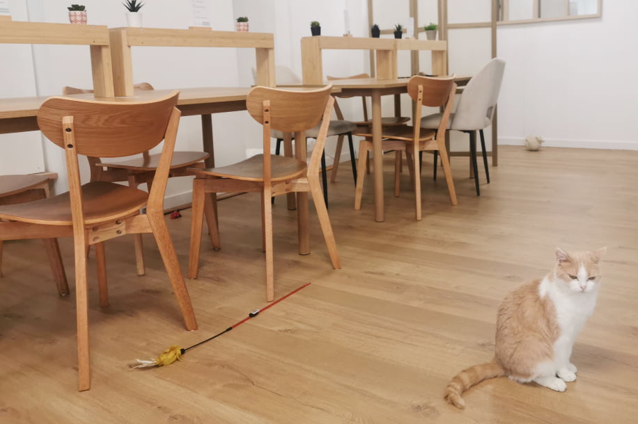 coworking chats paris koneko work 1