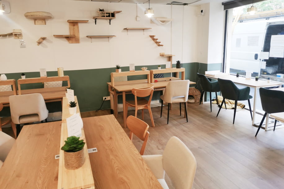 Travailler avec des chats ? Voici Koneko Work, votre nouveau bureau feel good