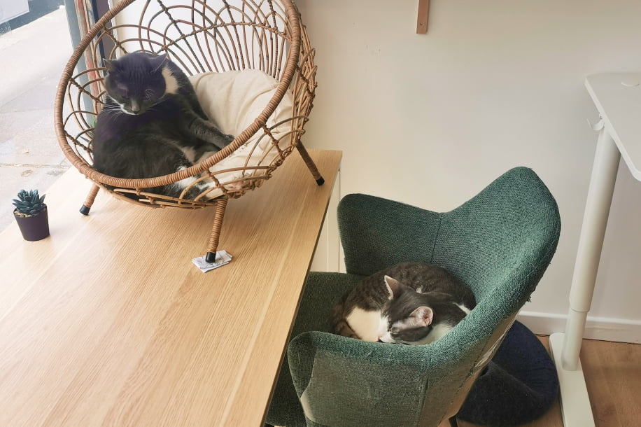 Travailler avec des chats ? Voici Koneko Work, votre nouveau bureau feel good