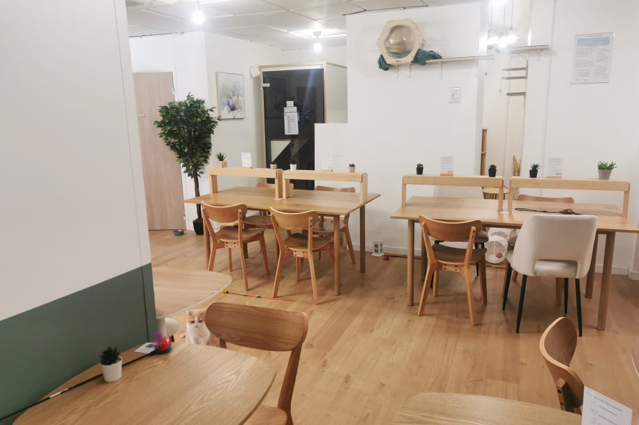 Travailler avec des chats ? Voici Koneko Work, votre nouveau bureau feel good