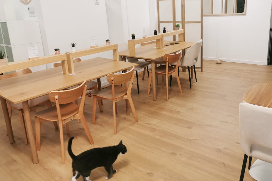 Travailler avec des chats ? Voici Koneko Work, votre nouveau bureau feel good
