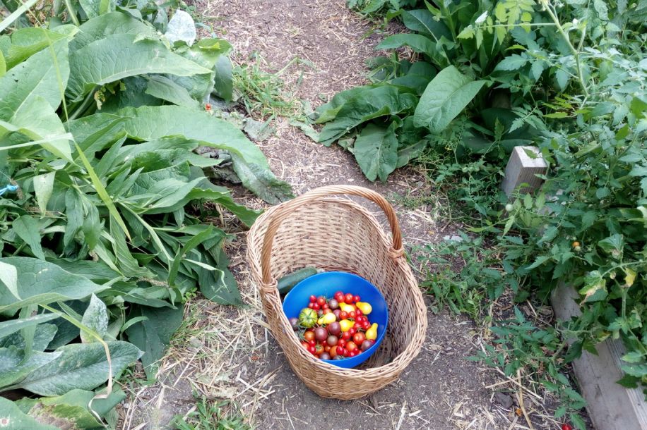Cueillettes d’été à la Ferme de Paris : gratuit, bio et en plein air