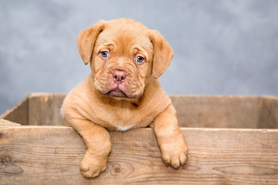 panier orthopedique chien