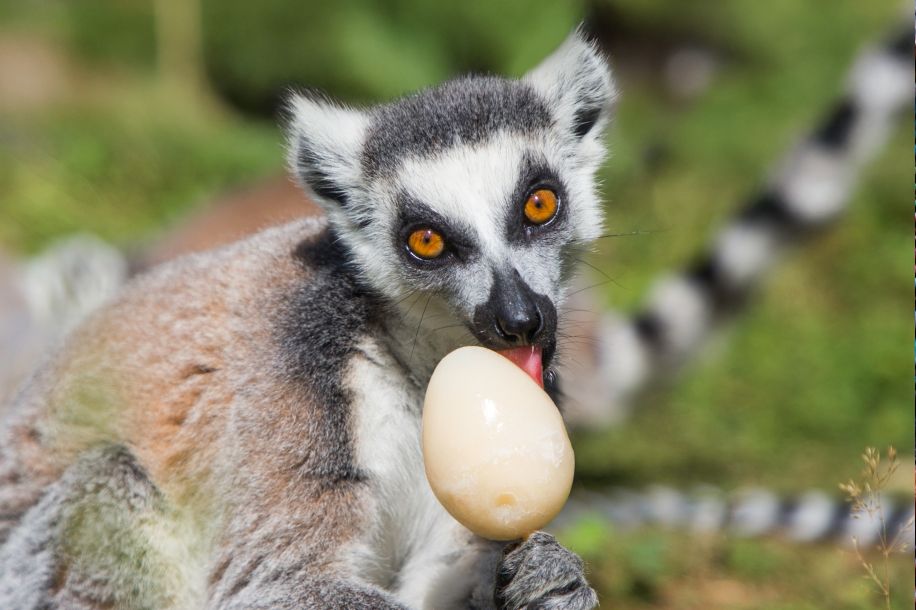 Chasse aux œufs géante au cœur du parc animalier de Thoiry