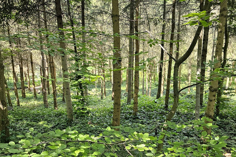 Entrée gratuite pour le magnifique Jardin Albert Kahn